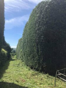 Advanced Tree Care - Neat hedge row recently cut and shaped